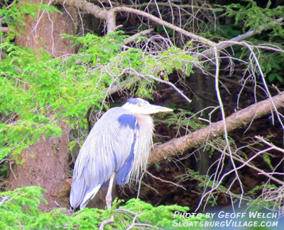 A Blue Heron nests along the Ramapo River in Tuxedo, NY.