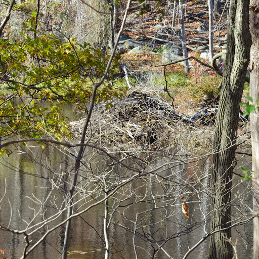 Beaver lodge in a wetland along the Indian Kill, Sterling Forest Park, NY / Photo by Geoff Welch