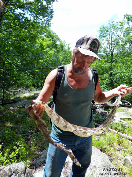 Rattlesnake expert Rand Stechert will make a special presentation on the local snake population at Saturday's Solstice Celebration. Stechert will be available for questions. Here Stechert stands with a Timber Rattler newly shed skin.