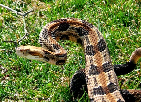 Timber Rattlesnakes are usually shy and non-aggressive. The Ramapo Mountain hills are their natural home -- the best practice when encountering a Timber Rattlesnake is to quietly move on.