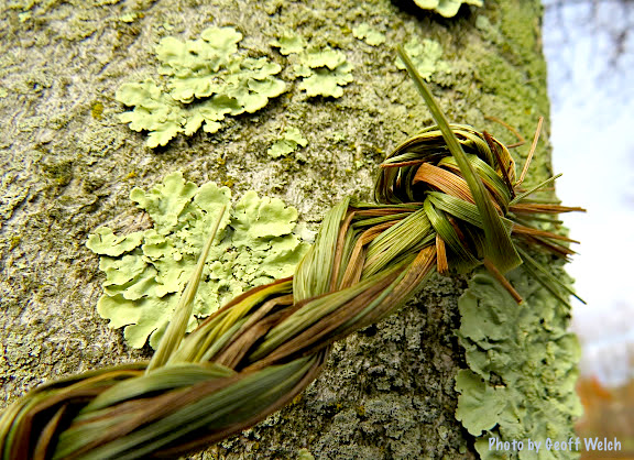 A braid of Sweet Grass from the Medicine Garden -- Sweet Grass is one of the four sacred medicines used by Native Americans that includes sage, cedar and tobacco.