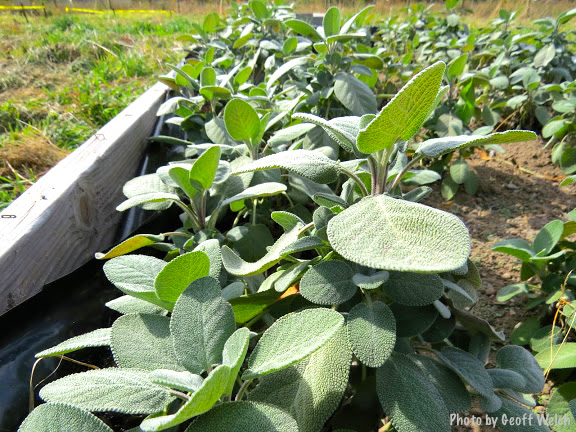 Box of sage growing at the Medicine Garden, which is part of the overall Ramapo Saltbox reclamation project continuing in Torne Valley.