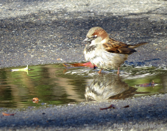 A bird takes a bath in a morning puddle.