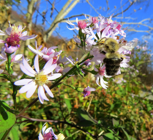 Welch captured bees hard at work on Wild Asters still flowering in November at Harmony Hall in Sloatsburg.