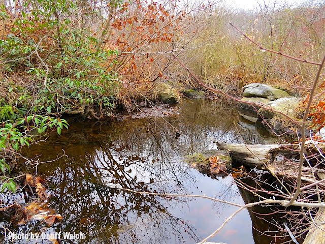 Wetlands area in Sloatsburg that runs between Eagle Valley Road and Sterling Mine Road where the proposed Pilgrim Pipelines may run 6 feet underground.