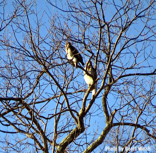 LibertyRock red-tailed hwaks