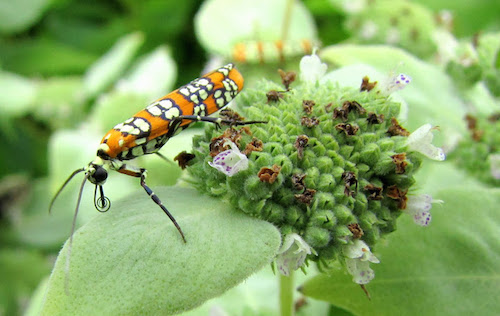 Ailanthus Webworm Moth (Atteva aurea) on a Blunt Mountain Mint Plant in the Farmony Herb Garden at Harmony Hall. Blunt mountainmint (Pycnanthemum Muticum) in a New York State Threatened species.
