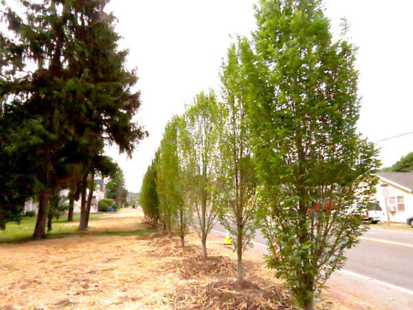 After sewer construction damaged trees on the property, Marse recently planted a 14 spear-shaped English Hornbeam trees that now form a stately border along Route 17.